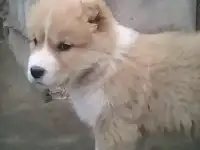 Щенки ( САО)
