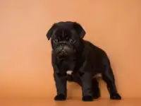 Мопс щенки