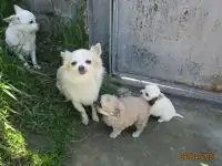 Щенок Чихуахуа
