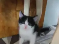 котята, фотография 3