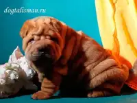 Щеночки шарпея, фотография 5