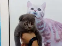 Британские котята, фотография 8