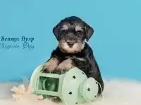 Самые маленькие служебные собаки, фотография 3