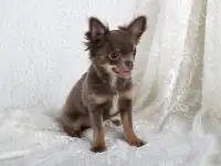 Чихуахуа щенки продажа, фотография 5