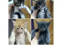 Отдам котиков