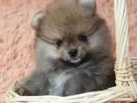 Немецкий шпиц, фотография 2