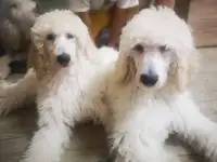 Щенки большого пуделя, фотография 2