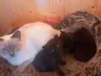 Котята