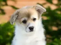 Щенки Вельш Корги от родителей-Чемпионов, фотография 9