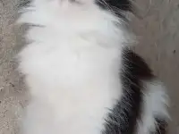Чёрно-белая сибирская кошечка, фотография 3
