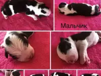 Очаровательные щенки Американского Стаффордширского Терьера, фотография 3