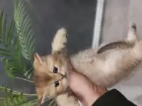 Клубные котята золотой шиншиллы, фотография 6