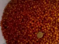 продам облепиху