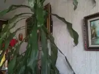 Банановое дерево