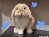 Ищу самку для декоративного кролика