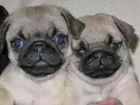 Мопс щенки