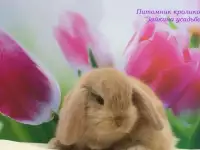 Купить карликового кролика в Москве в питомнике Зайкина усадьба. ДОСТАВКА в любой город России. Клетки и аксессуары, фотография 8