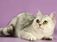 продаётся шотландская кошечка