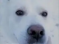 пес Медведь ищет постоянный дом, фотография 2