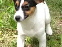 Щенки джек рассела