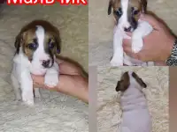 Щенки