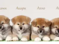 Щенки Акита ину 2,5 мес., фотография 5