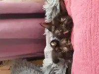 Котята в добрые руки, фотография 3
