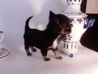 Породистые щеночки чихуахуа