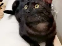у котика умер хозяин срочно нужен дом