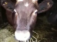 продается корова