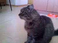 в добрые руки
