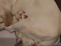 Щенки лабрадора