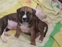 Алиментная девочка стаффа