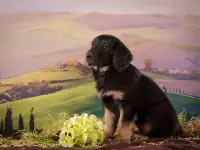 щенки Ховаварт