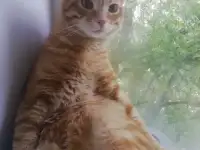 Отдам котика в добрые руки