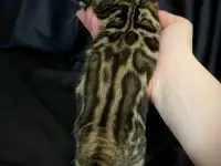 Бенгальские котята с документами, фотография 3