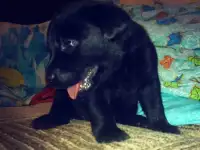 Щенки