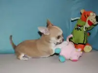 Чихуахуа щенки, фотография 4