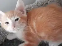 Котята курильского бобтейла, фотография 2