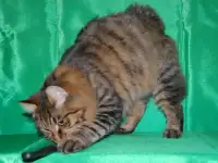 Котик курбоб, фотография 3