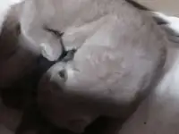 Продам шотландских котят