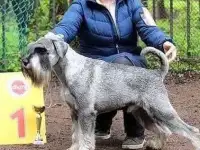 Щенок миттельшнауцера