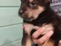 Щенки ищут дом, фотография 2