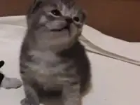 котята
