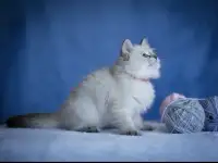 Продаю, фотография 5