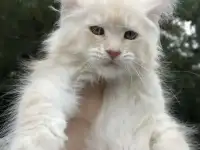 Мейн Кун котята, фотография 3