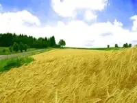 Пшеница..