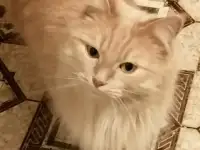Кошечка ищет добрые руки