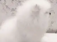 Померанский шпиц