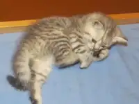 Кошечка- шотландка! я твой  талисман!!!  , фотография 2